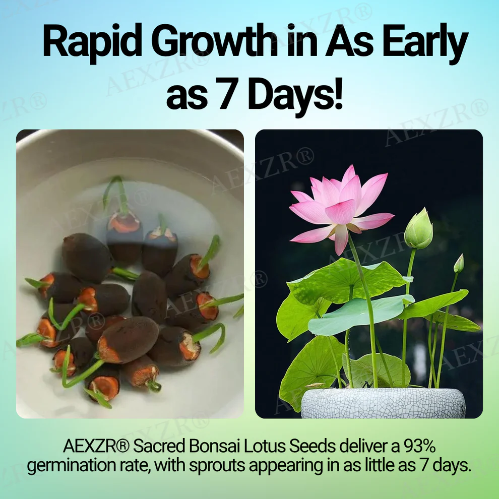 AEXZR® Sacred Bonsai Lotus Seeds 6 AEXZR® Sacred Bonsai Lotus Seeds