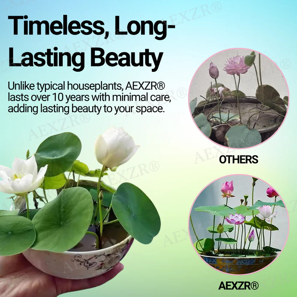 AEXZR® Sacred Bonsai Lotus Seeds 4 AEXZR® Sacred Bonsai Lotus Seeds